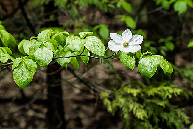 Dogwood Blossom