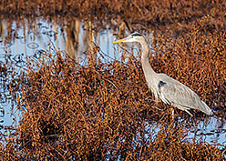 Great Blue Heron Hunting